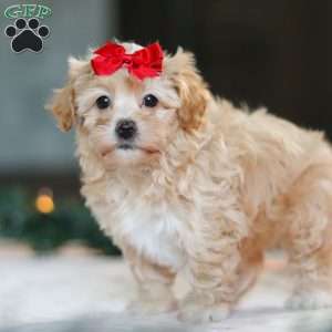 Reese, Havapoo Puppy